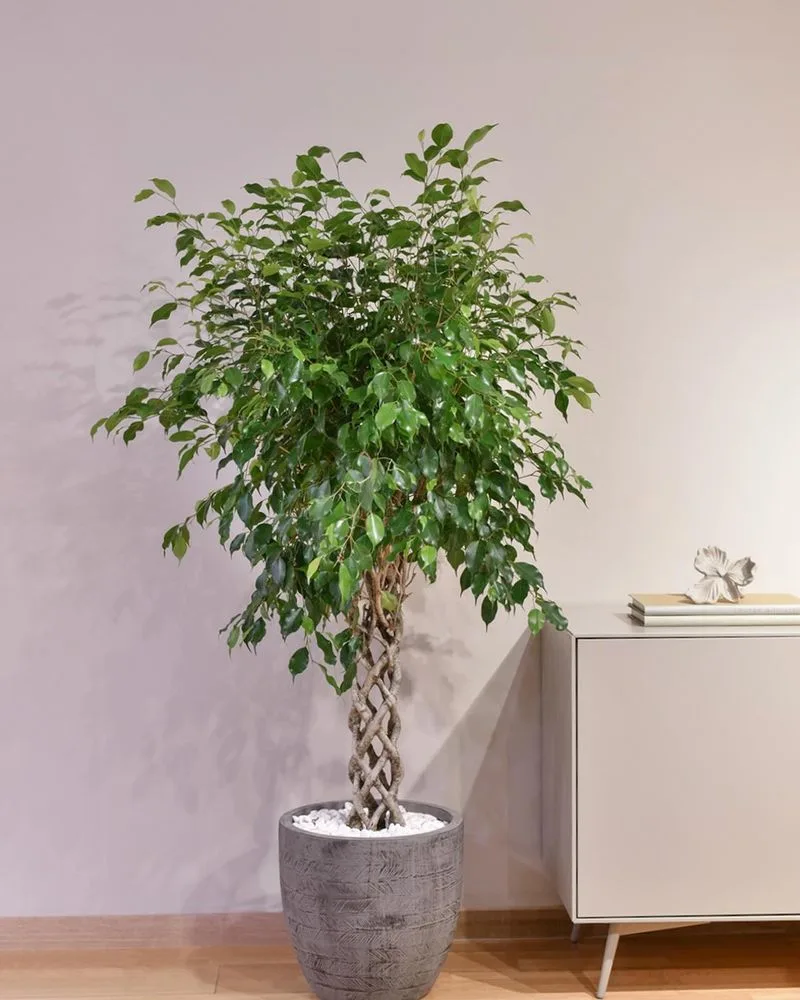 Weeping Fig