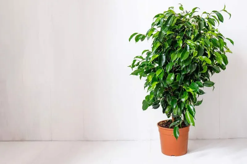 Weeping Fig