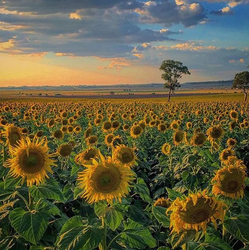Sunflowers