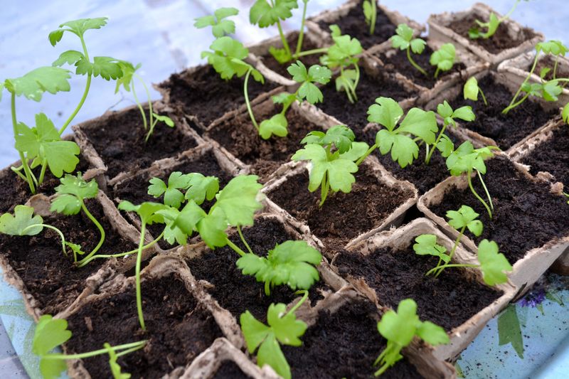 Germinate Seeds Indoors