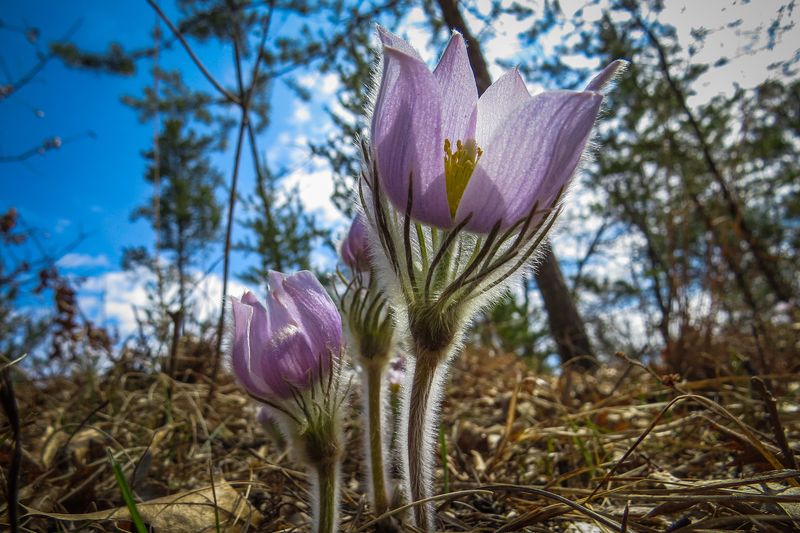 Pasqueflower