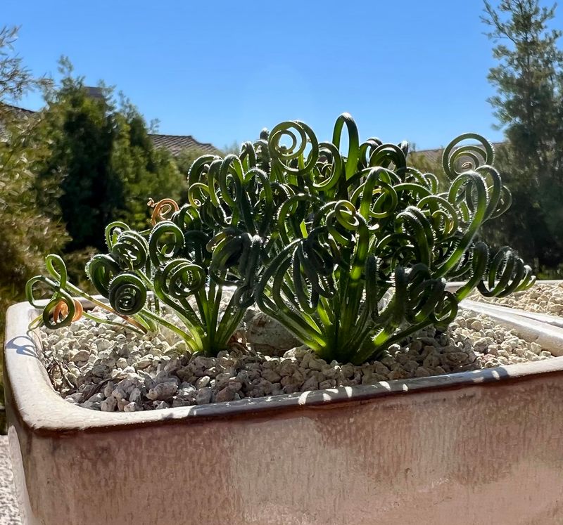 Corkscrew Plant (Albuca spiralis)