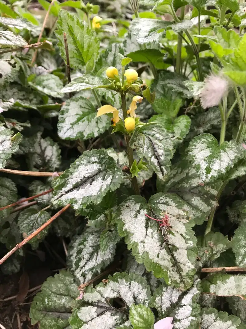 Yellow Archangel