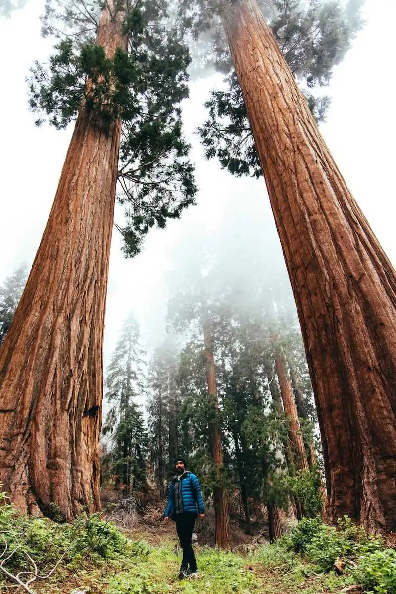 Giant Sequoia