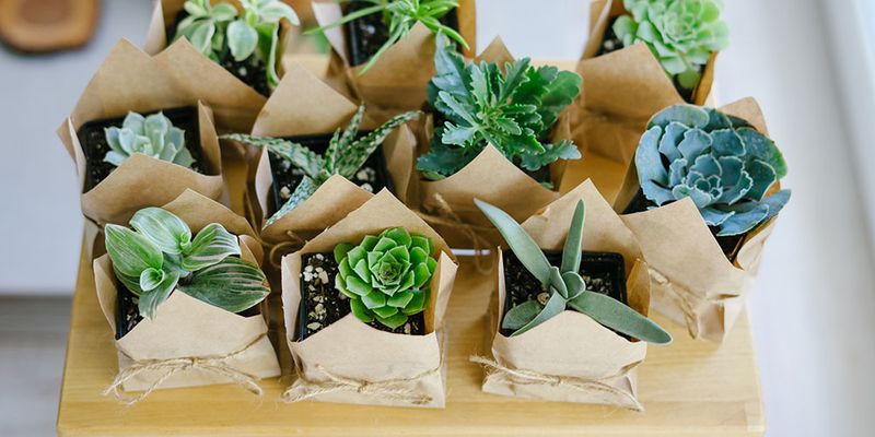 Gifting Green