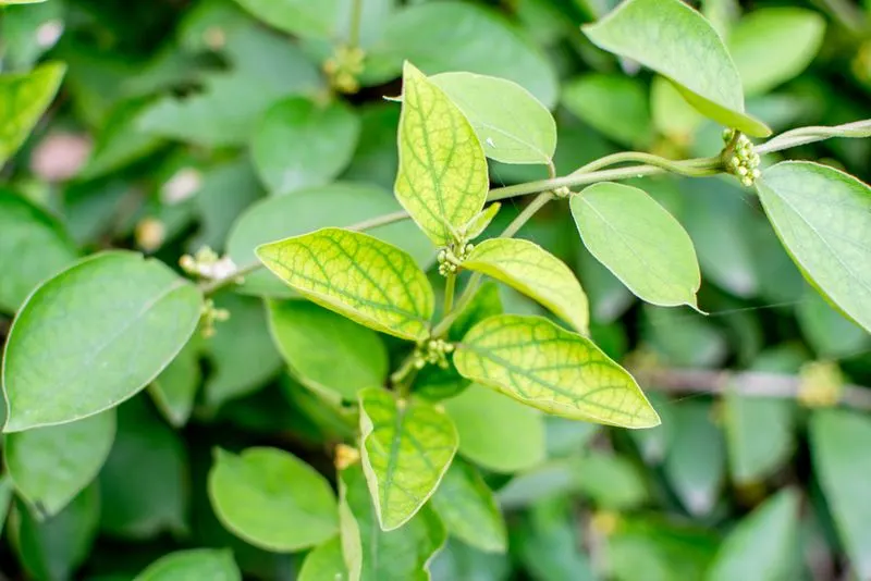 Gymnema Sylvestre