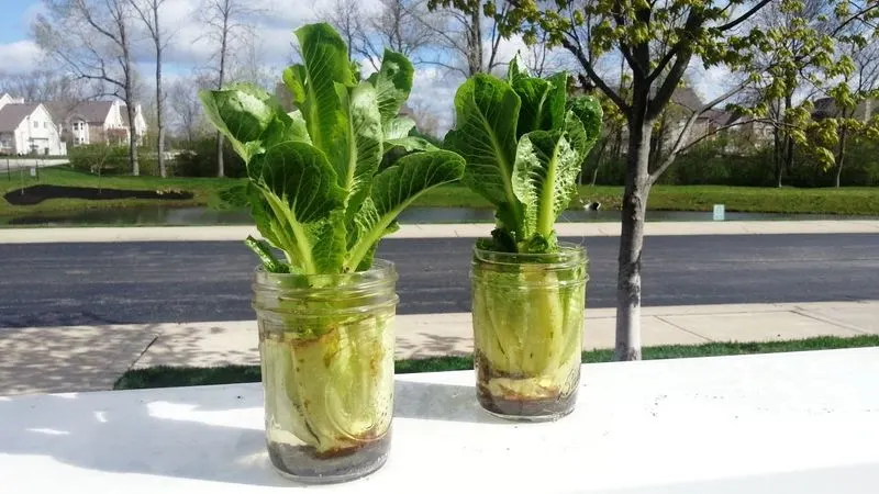 Lettuce Heart Revival