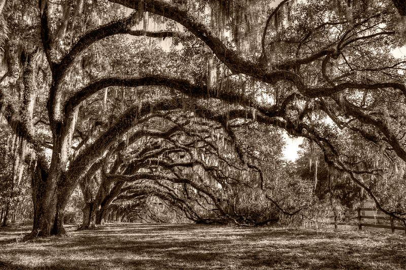 Southern Live Oak