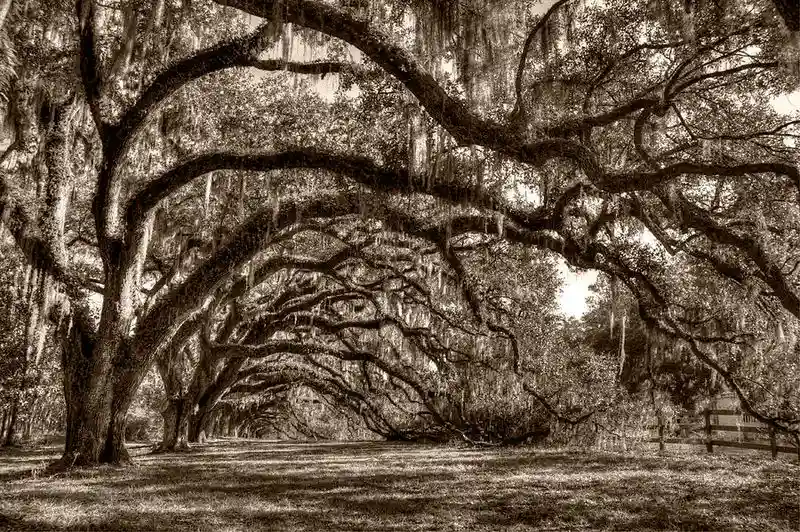 Southern Live Oak