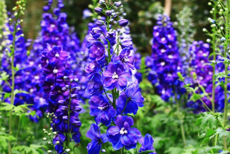 Delphinium