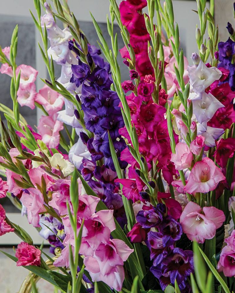 Gladiolus