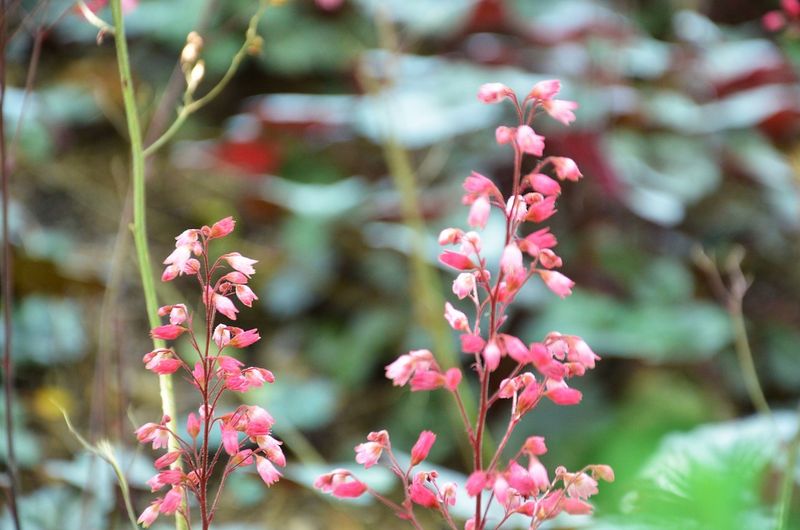Glittering Goldberry