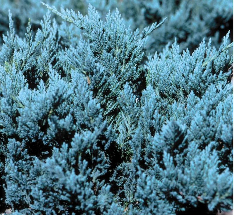 Common Juniper