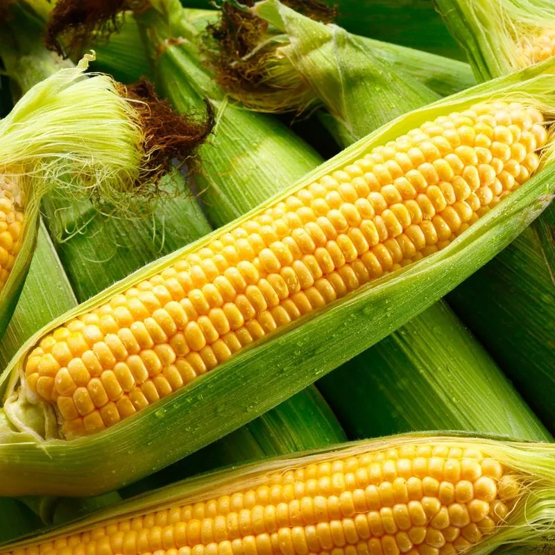 Golden Bantam Corn