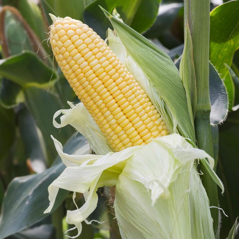 Golden Bantam Corn