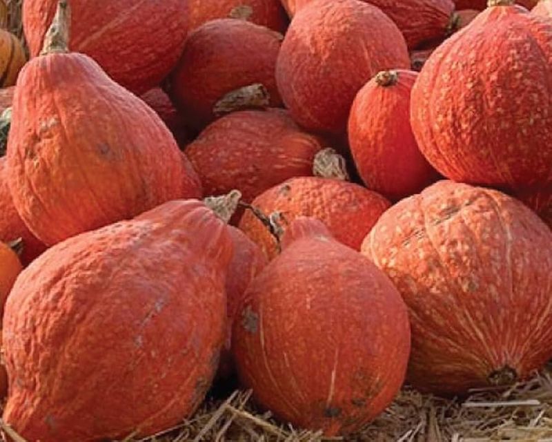 Golden Hubbard Squash