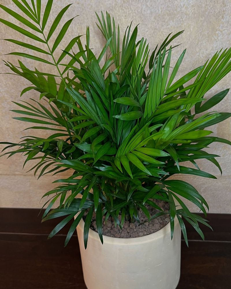 Parlor Palm