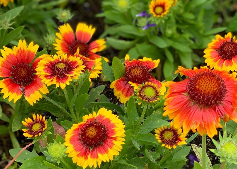 Gaillardia