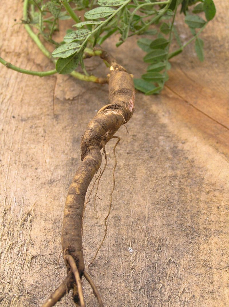 Licorice Root