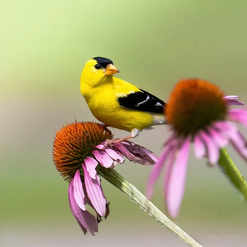 Goldfinches and Coneflowers