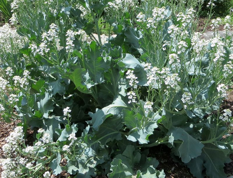 Sea Kale