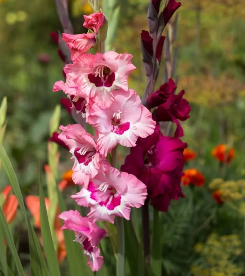 Graceful Gladiolus