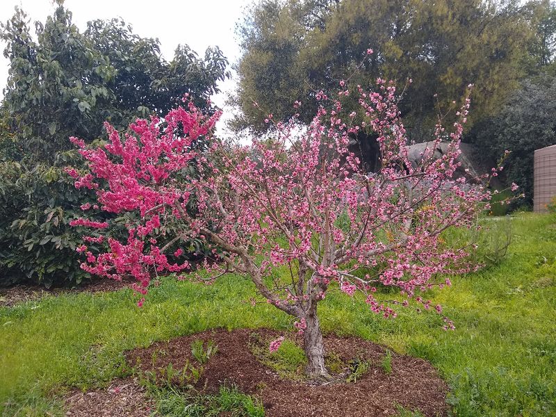 Grafting Fruit Trees