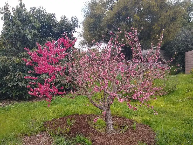 Grafting Fruit Trees