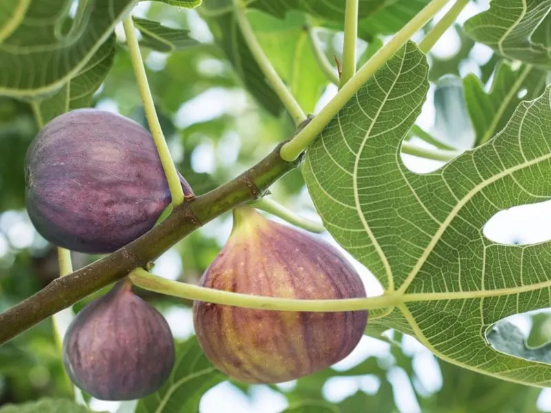 Figs