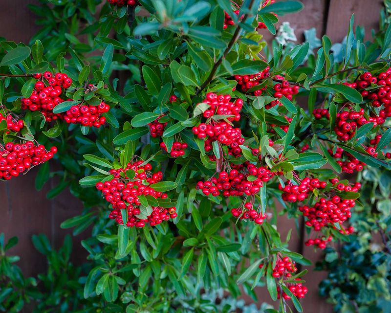 Cotoneaster