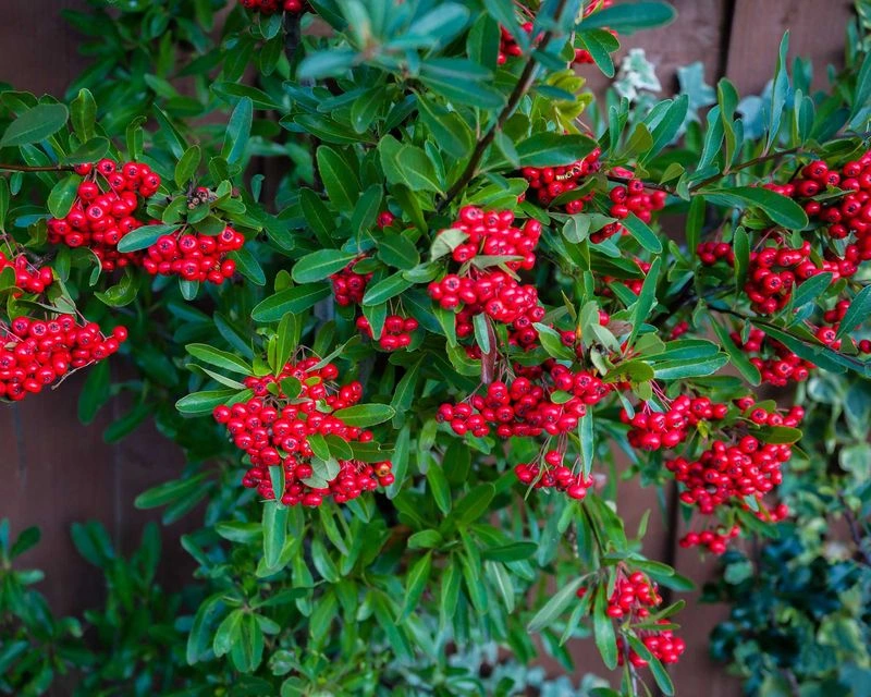 Cotoneaster
