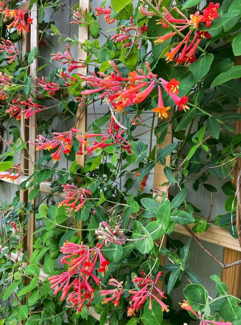 Vertical Gardens with Non-Native Plants