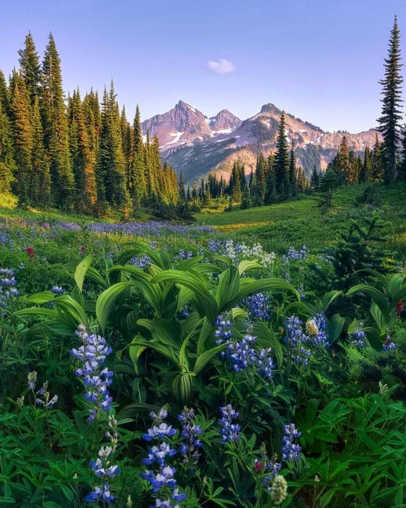 Mount Rainier National Park