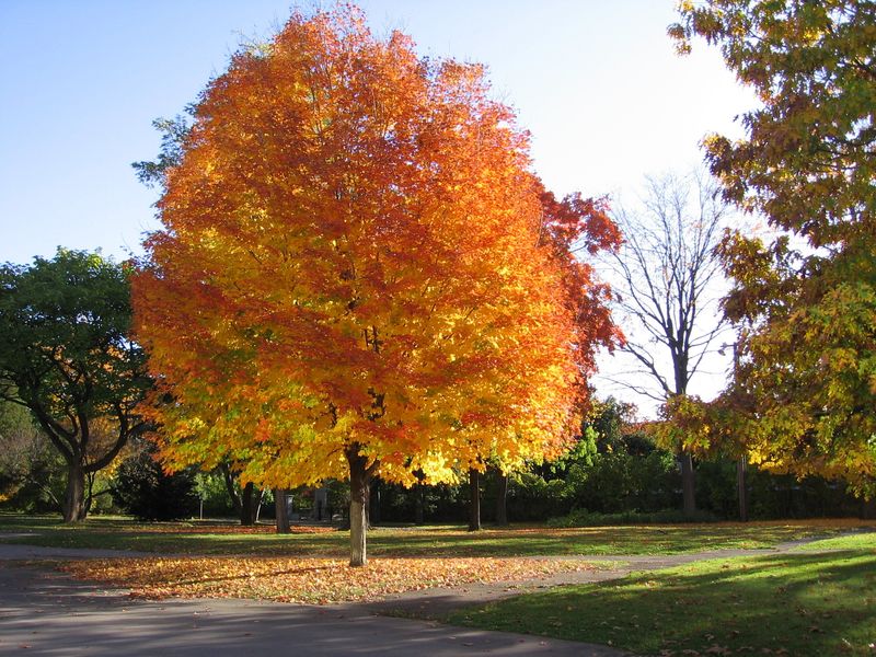 Norway Maple