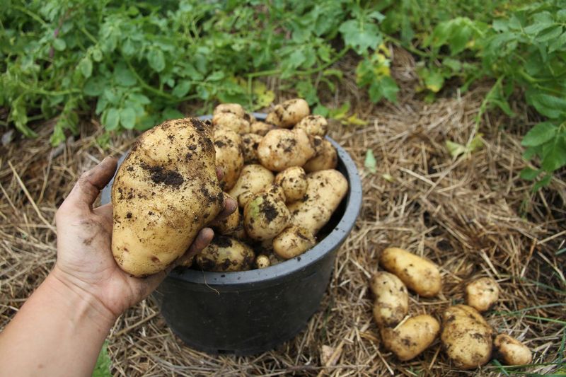 Potatoes