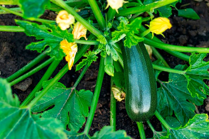Squash