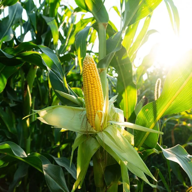 Sweet Corn