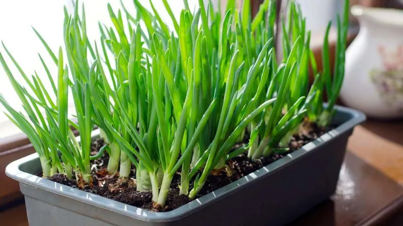 Green Onions