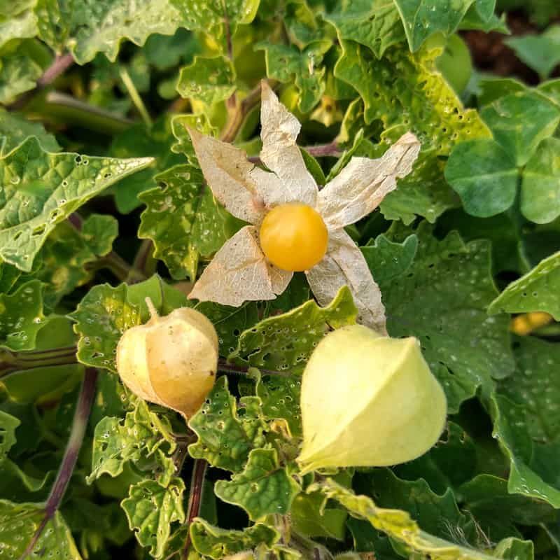 Ground Cherry