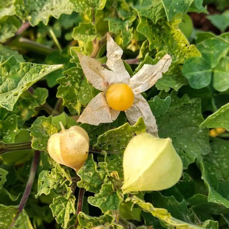 Ground Cherry