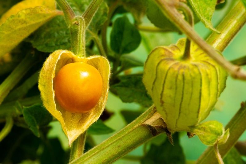 Ground Cherry