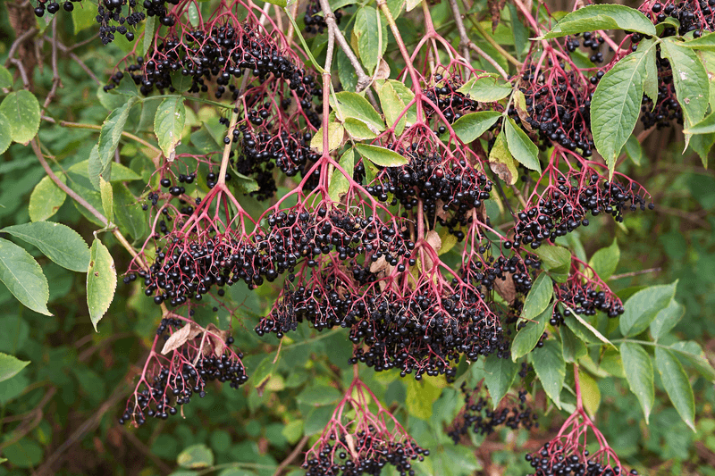 Elderberry