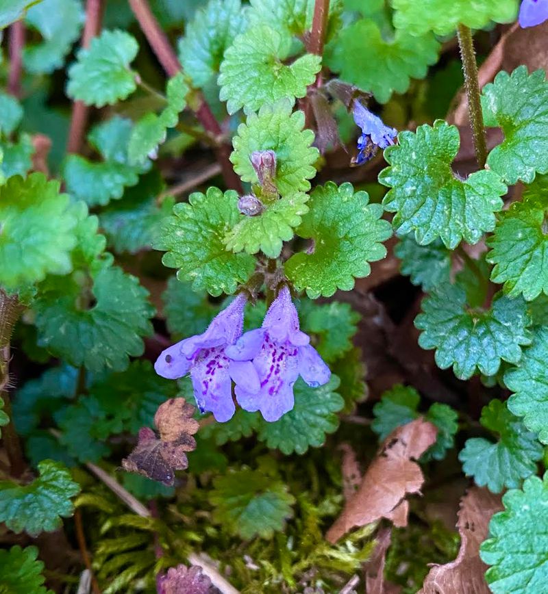 Ground Ivy
