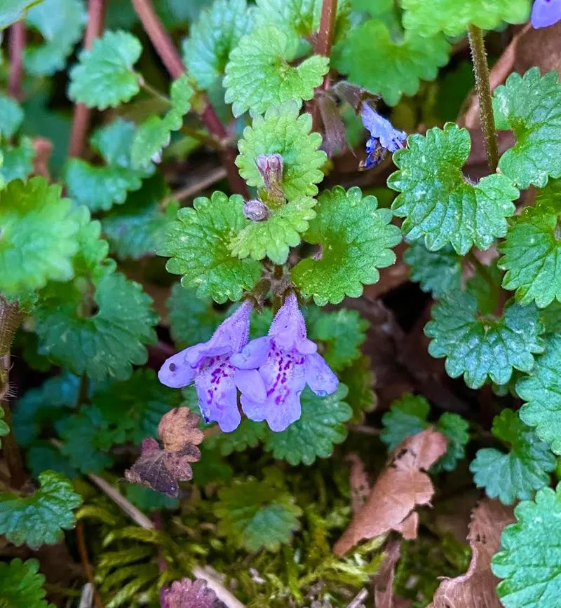 Ground Ivy