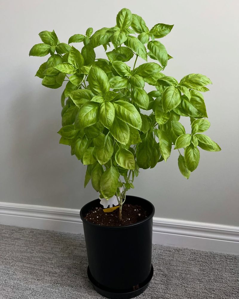Growing Basil Indoors Year-Round