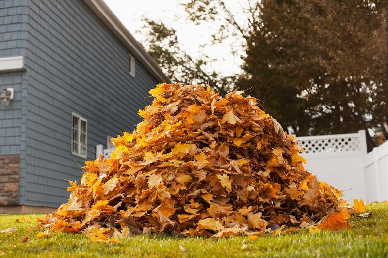 Making Leaf Mold
