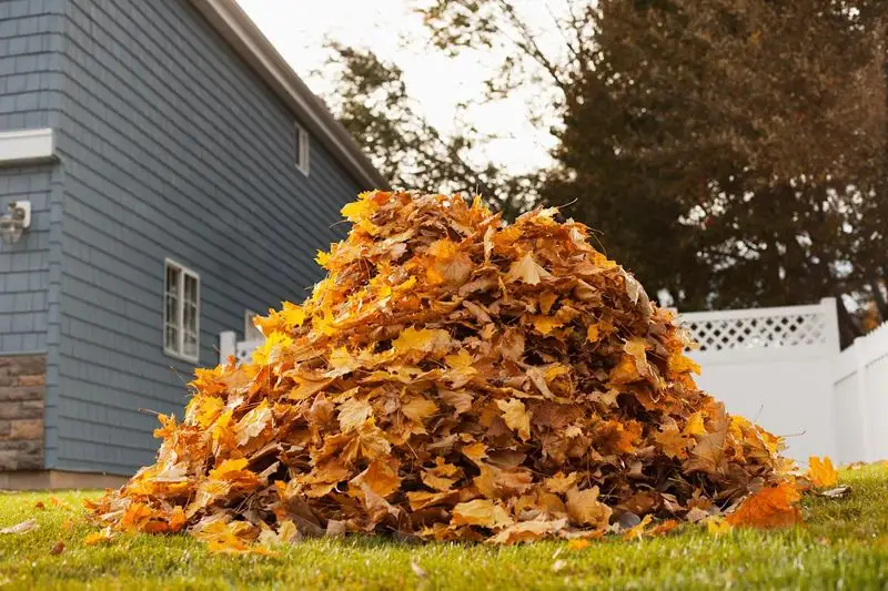 Making Leaf Mold