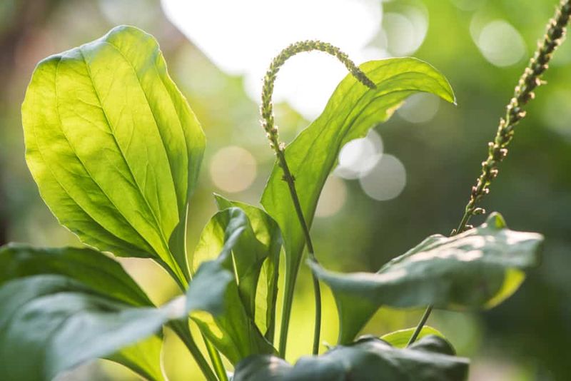 Growing Conditions