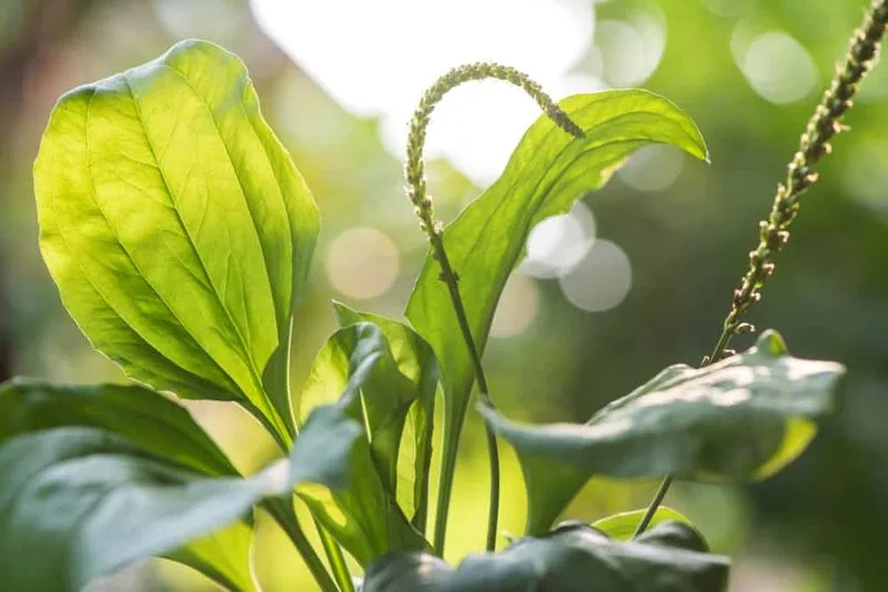 Growing Conditions
