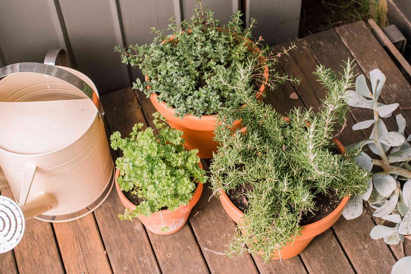 Growing Herbs in Containers